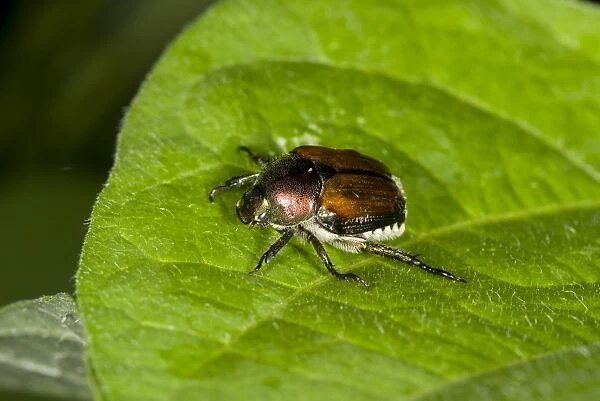 Japanese Beetle (Popillia japonica) introduced pest species, adult, resting on leaf in garden, Ottawa, Ontario, Canada