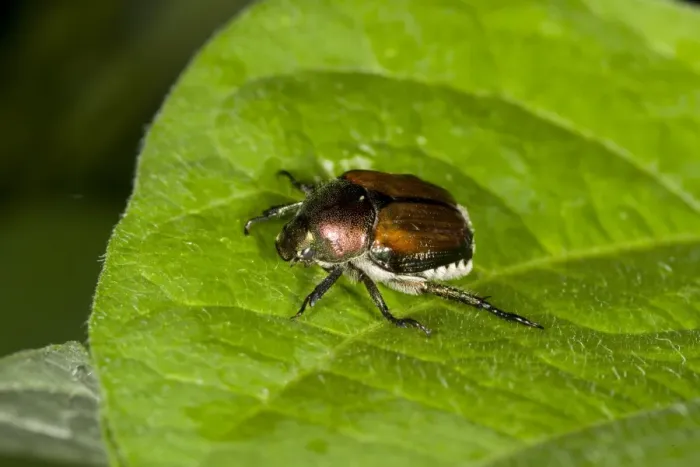Framed Print : Japanese Beetle (Popillia japonica) introduced pest species, adult, resting on leaf in garden, Ottawa, Ontario, Canada Framed Print : Japanese Beetle (Popillia japonica) introduced pest species, adult, resting on leaf in garden, Ottawa, Ontario, Canada