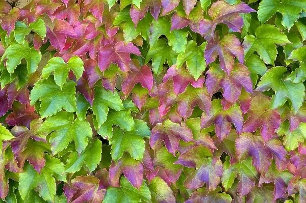 Japanese Creeper (Parthenocissus tricuspidata) leaves, changing colour in autumn, growing on garden wall, France