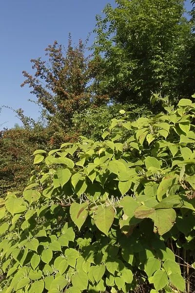 Japanese Knotweed (Fallopia japonica) introduced invasive species, flowering, West Yorkshire, England, September