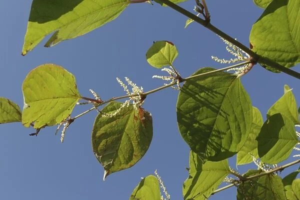 Japanese Knotweed (Fallopia japonica) introduced invasive species, close-up of leaves and flowers, West Yorkshire