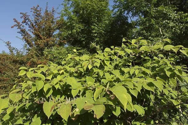 Japanese Knotweed (Fallopia japonica) introduced invasive species, flowering, West Yorkshire, England, September