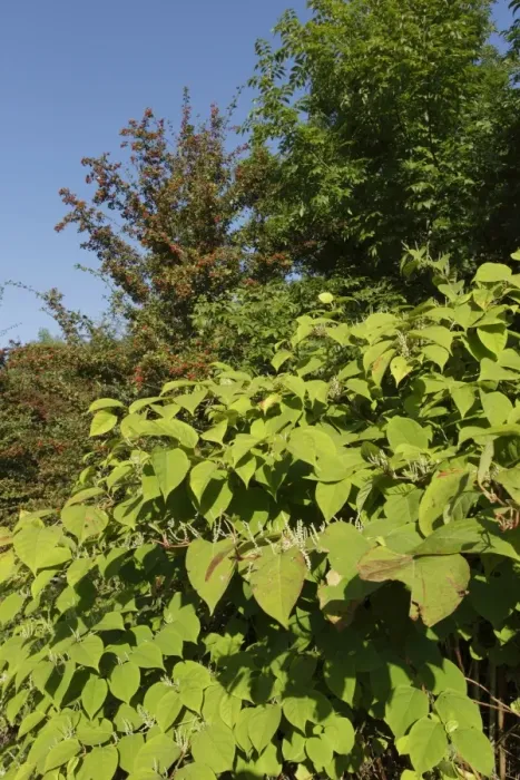 Framed Print : Japanese Knotweed (Fallopia japonica) introduced invasive species, flowering, West Yorkshire, England, September Framed Print : Japanese Knotweed (Fallopia japonica) introduced invasive species, flowering, West Yorkshire, England, September