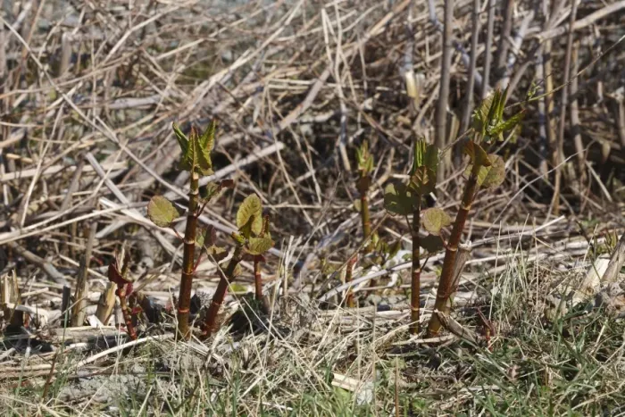 Framed Print : Japanese Knotweed (Fallopia japonica) introduced invasive species, new spring shoots, Ceredigion, Wales, March Framed Print : Japanese Knotweed (Fallopia japonica) introduced invasive species, new spring shoots, Ceredigion, Wales, March