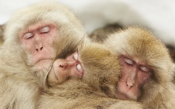 Japanese Macaque (Macaca fuscata) adults and immature, huddled together for warmth, near Nagano, Honshu, Japan