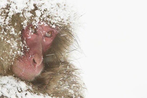 Japanese Macaque (Macaca fuscata) adult female and baby, close-up of heads, cuddling during heavy snow, near Nagano