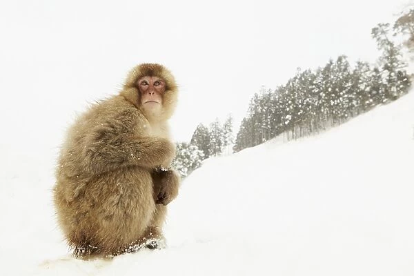 Japanese Macaque (Macaca fuscata) adult, sitting on heavy snow in forest habitat, near Nagano, Honshu, Japan, February