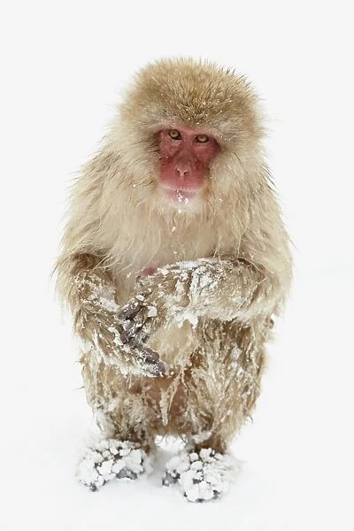Japanese Macaque (Macaca fuscata) adult, sitting in heavy snow, near Nagano, Honshu, Japan, February