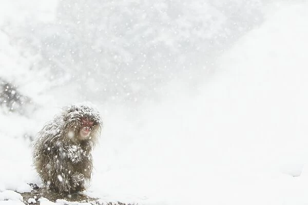 Japanese Macaque (Macaca fuscata) adult, huddled up during heavy snowfall, near Nagano, Honshu, Japan, February