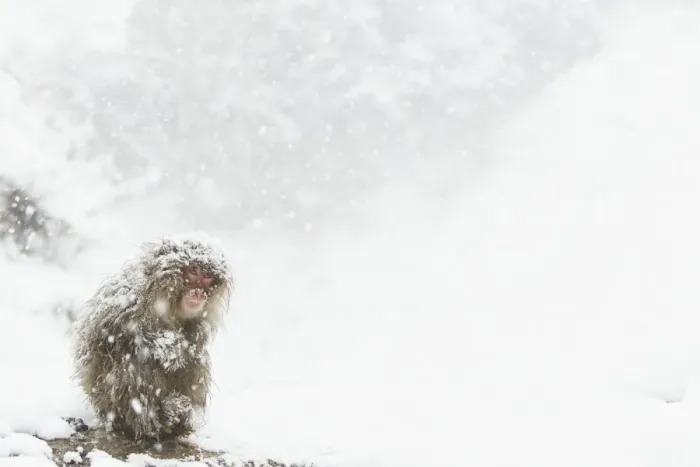 Framed Print : Japanese Macaque (Macaca fuscata) adult, huddled up during heavy snowfall, near Nagano, Honshu, Japan, February Framed Print : Japanese Macaque (Macaca fuscata) adult, huddled up during heavy snowfall, near Nagano, Honshu, Japan, February