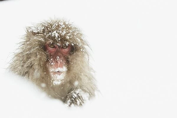 Japanese Macaque (Macaca fuscata) adult, sitting in heavy snow, near Nagano, Honshu, Japan, February