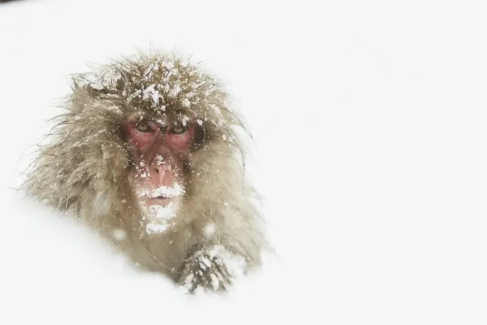 Framed Print : Japanese Macaque (Macaca fuscata) adult, sitting in heavy snow, near Nagano, Honshu, Japan, February Framed Print : Japanese Macaque (Macaca fuscata) adult, sitting in heavy snow, near Nagano, Honshu, Japan, February