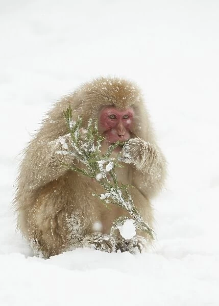 Japanese Macaque (Macaca fuscata) adult, feeding on conifer branch, sitting in heavy snow, near Nagano, Honshu, Japan