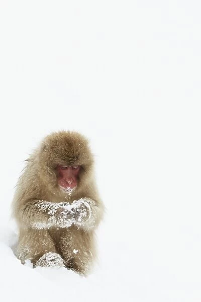 Japanese Macaque (Macaca fuscata) adult, sitting on snow, near Nagano, Honshu, Japan, February