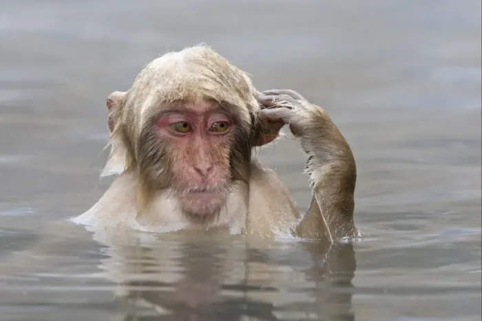 Framed Print : Japanese Macaque (Macaca fuscata) young, scratching ear, sitting in hotspring, near Nagano, Honshu, Japan, winter Framed Print : Japanese Macaque (Macaca fuscata) young, scratching ear, sitting in hotspring, near Nagano, Honshu, Japan, winter