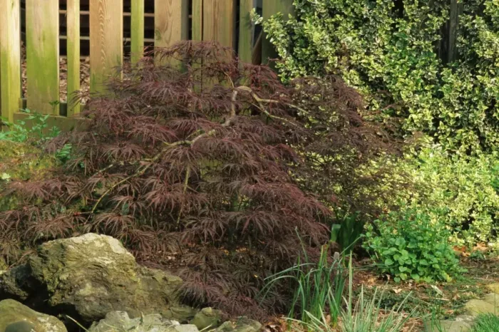 Framed Print : Japanese Maple (Acer palmatum) Dissectum Nigrum ( Ever Red ), habit, growing in garden border, U. S. A Framed Print : Japanese Maple (Acer palmatum) Dissectum Nigrum ( Ever Red ), habit, growing in garden border, U. S. A