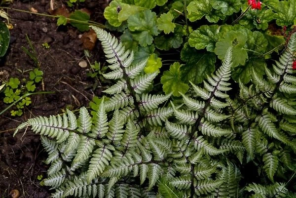 Japanese Painted Fern (Athyrium nipponicum) Pictum, close-up of fronds, growing in garden, Ottawa, Ontario, Canada