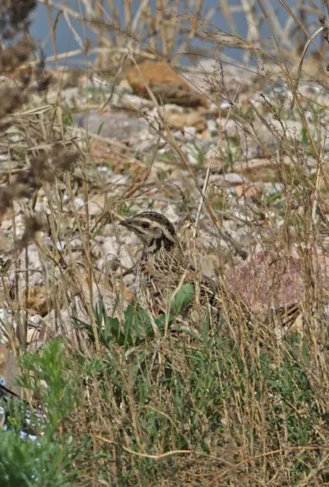 Framed Print : Japanese Quail (Coturnix japonica) adult, migrant, standing amongst vegetation on beach, Beidaihe, Hebei, China, may Framed Print : Japanese Quail (Coturnix japonica) adult, migrant, standing amongst vegetation on beach, Beidaihe, Hebei, China, may