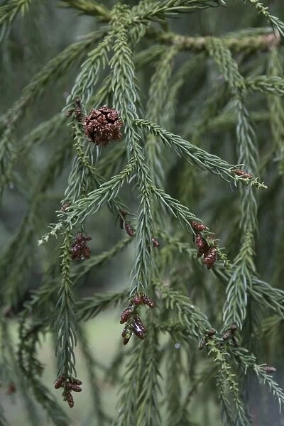 Japanese Red Cedar, one female cone and some smaller male cones. Cryptomeria japonica