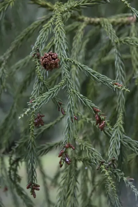 Framed Print : Japanese Red Cedar, one female cone and some smaller male cones. Cryptomeria japonica Framed Print : Japanese Red Cedar, one female cone and some smaller male cones. Cryptomeria japonica