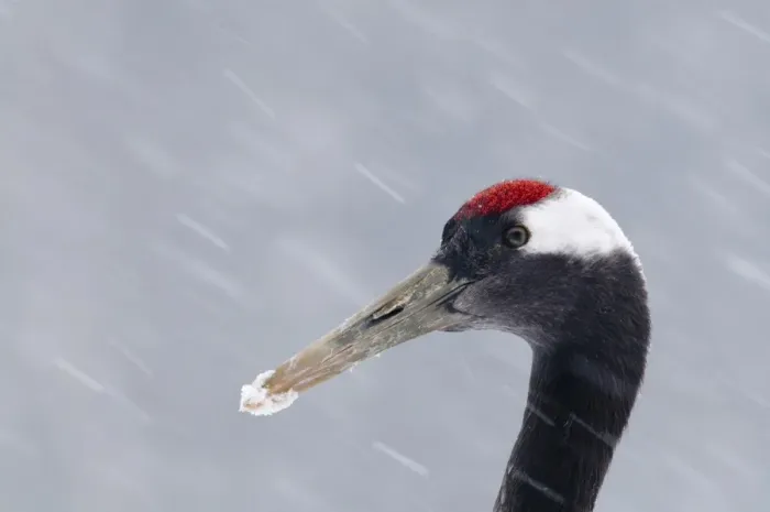 Framed Print : Japanese Red-crowned Crane (Grus japonensis) adult, close-up of head, during snowfall, Akan, Hokkaido, Japan, winter Framed Print : Japanese Red-crowned Crane (Grus japonensis) adult, close-up of head, during snowfall, Akan, Hokkaido, Japan, winter