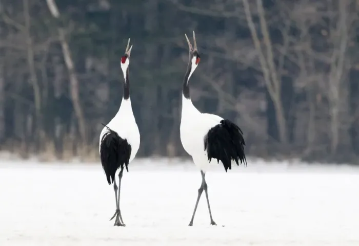 Framed Print : Japanese Red-crowned Crane (Grus japonensis) adult pair, calling, displaying in snow, Akan, Hokkaido, Japan, winter Framed Print : Japanese Red-crowned Crane (Grus japonensis) adult pair, calling, displaying in snow, Akan, Hokkaido, Japan, winter