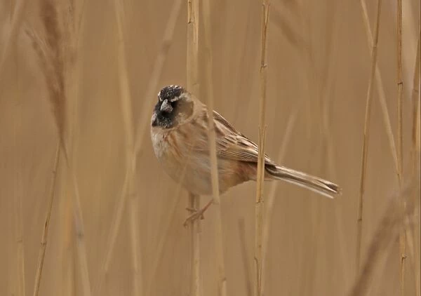 Japanese Reed Bunting (Emberiza yessoensis continentalis) adult male, moulting into breeding plumage, perched on reed stem, Beidaihe, Hebei, China, may