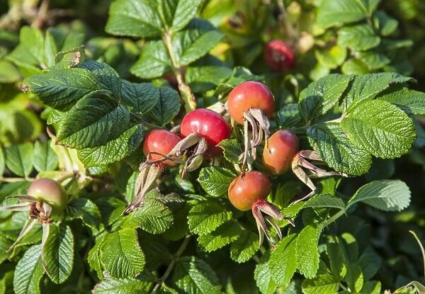 Japanese Rose (Rosa rugosa) introduced species, close-up of rosehips, Holyhead Mountain, Holy Island, Anglesey, Wales