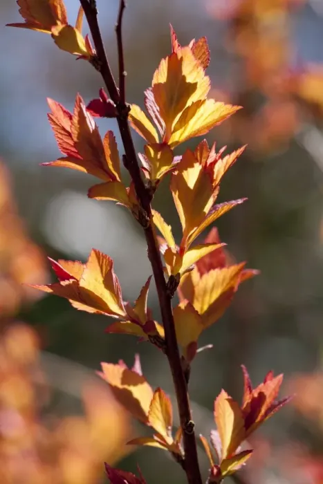 Framed Print : Japanese Spiraea (Spiraea japonica) Goldflame, close-up of expanding shoots in early spring, in garden, Powys, Wales Framed Print : Japanese Spiraea (Spiraea japonica) Goldflame, close-up of expanding shoots in early spring, in garden, Powys, Wales