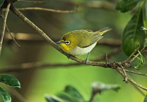 Japanese White-eye (Zosterops japonicus simplex) adult, perched on twig, Taipei City, Taiwan, April