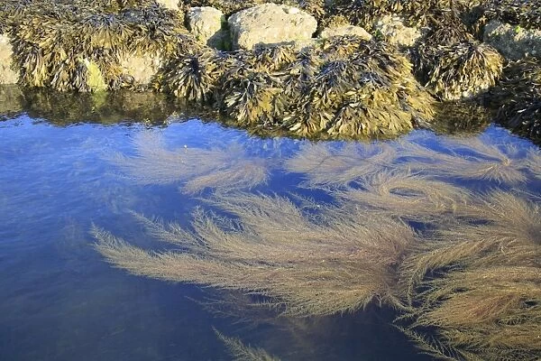 Japanese Wireweed (Sargassum muticum) introduced invasive species, fronds, growing in rockpool at low tide