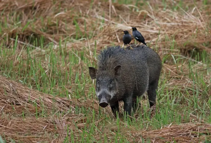 Framed Print : Javan Myna (Acridotheres javanicus) two adults, foraging for parasites on back of Wild Boar (Sus scrofa vittatus) Framed Print : Javan Myna (Acridotheres javanicus) two adults, foraging for parasites on back of Wild Boar (Sus scrofa vittatus)