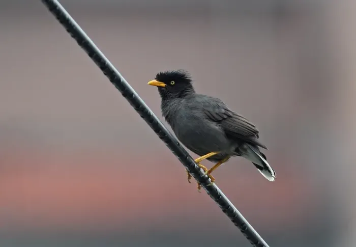 Framed Print : Javan Myna (Acridotheres javanicus) introduced species, adult, with crown feathers raised, perched on powerline Framed Print : Javan Myna (Acridotheres javanicus) introduced species, adult, with crown feathers raised, perched on powerline