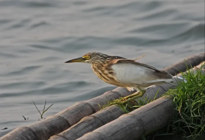 Framed Print : Javan Pond-heron (Ardeola speciosa) adult, winter plumage moulting into breeding plumage, standing on bamboo pontoon at edge of water, Thailand, february