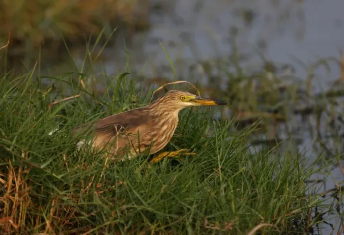 Framed Print : Javan Pond-heron (Ardeola speciosa) adult, winter plumage, walking at edge of ditch, Thailand, february Framed Print : Javan Pond-heron (Ardeola speciosa) adult, winter plumage, walking at edge of ditch, Thailand, february