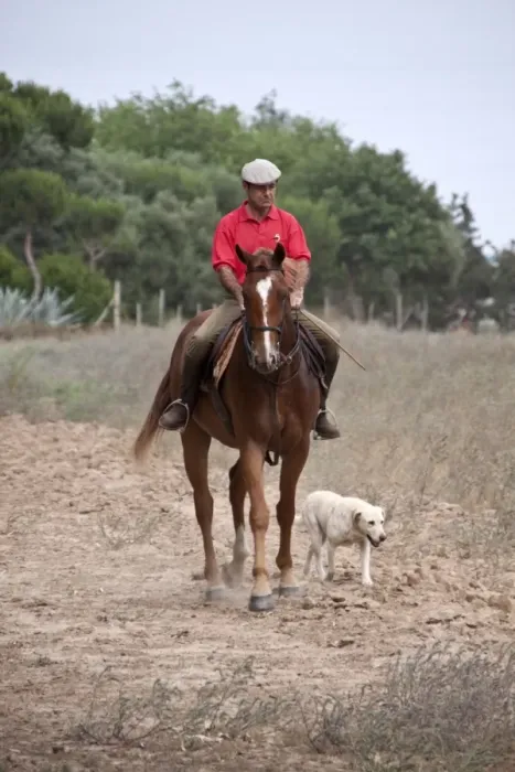 Framed Print : Javier Hidlago riding his race horse with a labrador at sanlucar, Spain Framed Print : Javier Hidlago riding his race horse with a labrador at sanlucar, Spain