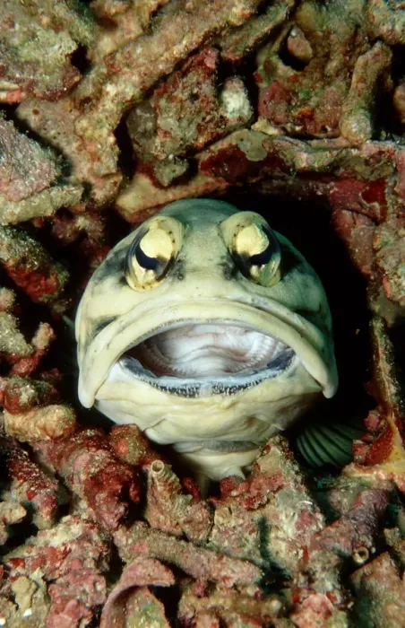 Framed Print : Jawfish Framed Print : Jawfish