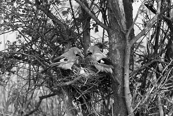 Jays at nest - Hickling Norfolk. Taken by Eric Hosking 1942