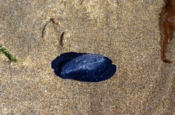 Jellyfish - By-the-wind-Sailor (Velella velella) Stranded on sea shore