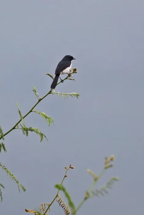 Framed Print : Jerdons Bushchat (Saxicola jerdoni) adult male, perched on stem, Thaton, Chiang Mai Province, Thailand, November