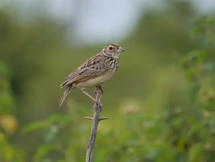 Framed Print : Jerdons Bushlark (Mirafra affinis) adult, perched on twig, Sri Lanka, January Framed Print : Jerdons Bushlark (Mirafra affinis) adult, perched on twig, Sri Lanka, January