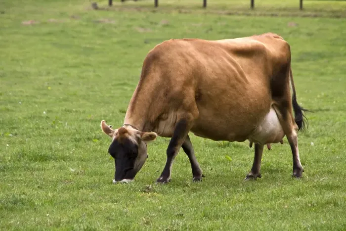 Framed Print : Jersey Cow Framed Print : Jersey Cow