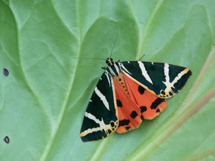 Framed Print : Jersey Tiger Moth (Euplagia quadripunctaria) adult, showing red hindwing warning colouration, resting on leaf Framed Print : Jersey Tiger Moth (Euplagia quadripunctaria) adult, showing red hindwing warning colouration, resting on leaf