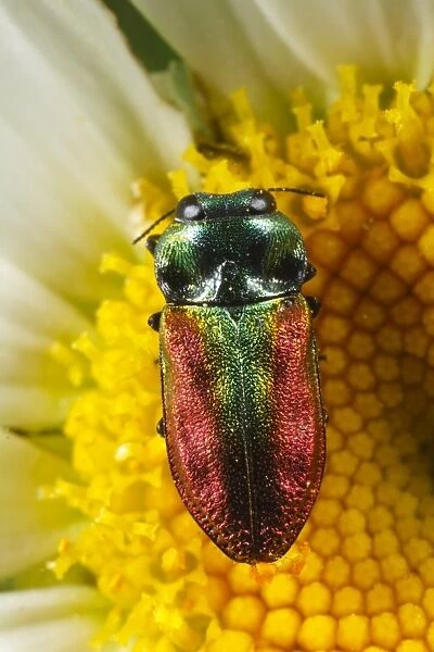 Jewel Beetle (Anthaxia fulgurans) adult female, feeding on Ox-eye Daisy (Leucanthemum vulgare) flower
