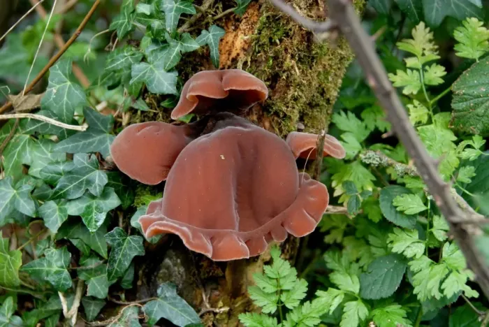 Framed Print : Jew's Ear Fungus (Auricularia auricula-judae) fruiting bodies, growing on elder tree in hedgerow, Wigginton, Hertfordshire, England, november Framed Print : Jew's Ear Fungus (Auricularia auricula-judae) fruiting bodies, growing on elder tree in hedgerow, Wigginton, Hertfordshire, England, november