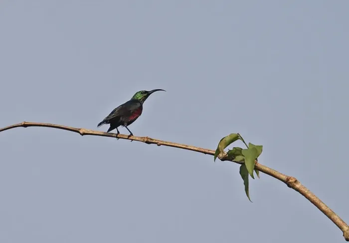 Framed Print : Johannas Sunbird (Cinnyris johannae) adult male, perched on twig, Stingless-bee Road, near Kakum, Ghana, February