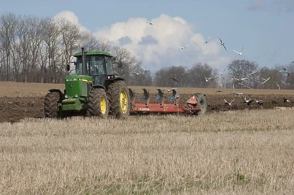 John Deere 4255 tractor pulling Kverneland plough, followed by Black-headed Gull and Rook flock, Skane, Sweden, spring