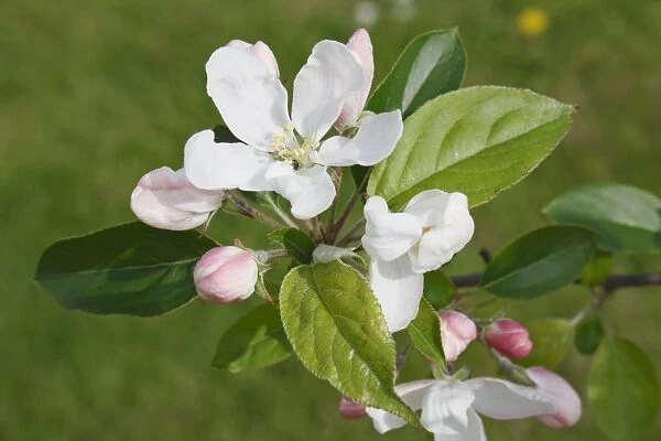 John Downie Crabapple (Malus sp. ) John Downie, close-up of flowers, flowerbuds and leaves, in garden, Suffolk, England