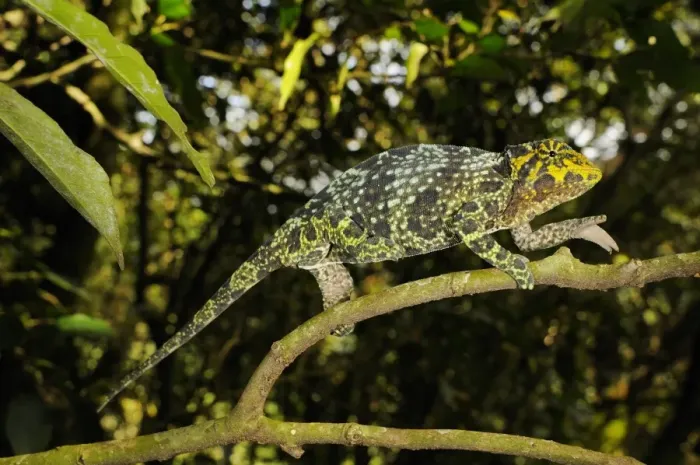Framed Print : Johnstons Three-horned Chameleon (Trioceros johnstoni) adult female, climbing along branch, Kahuzi-Biega N. P Framed Print : Johnstons Three-horned Chameleon (Trioceros johnstoni) adult female, climbing along branch, Kahuzi-Biega N. P