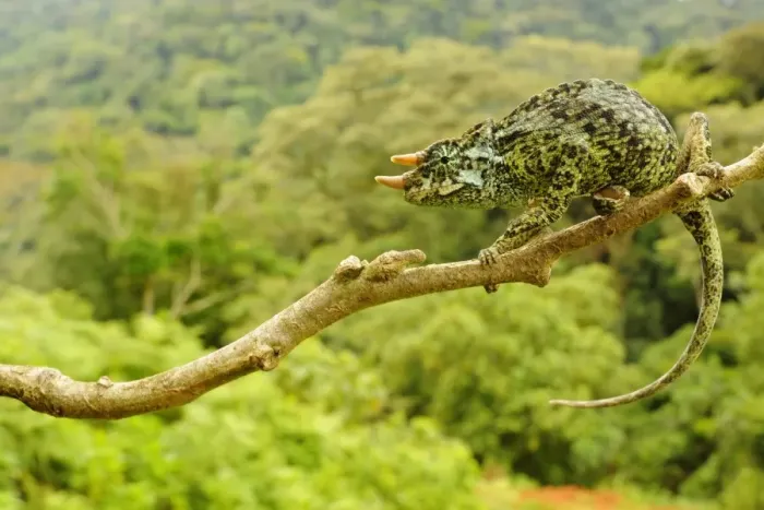 Framed Print : Johnstons Three-horned Chameleon (Trioceros johnstoni) adult male, clinging to branch, Kahuzi-Biega N. P Framed Print : Johnstons Three-horned Chameleon (Trioceros johnstoni) adult male, clinging to branch, Kahuzi-Biega N. P